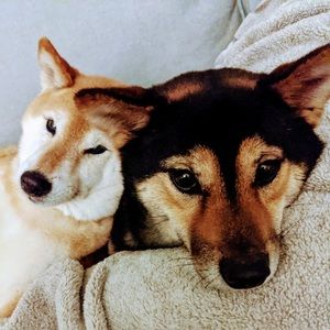 Meet your Posher, Jessie